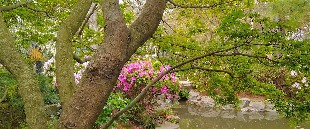 Japanese garden, botanic garden of montevideo city, uruguay