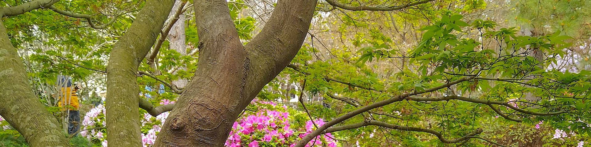 Japanese garden, botanic garden of montevideo city, uruguay