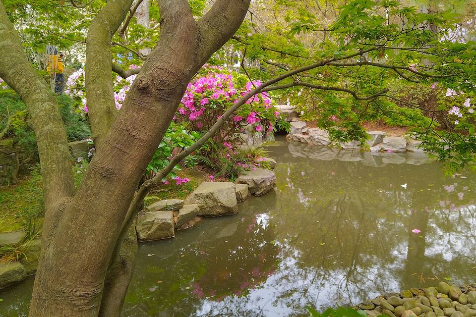 Un giardino tranquillo con uno stagno, vegetazione rigogliosa e fiori rosa.