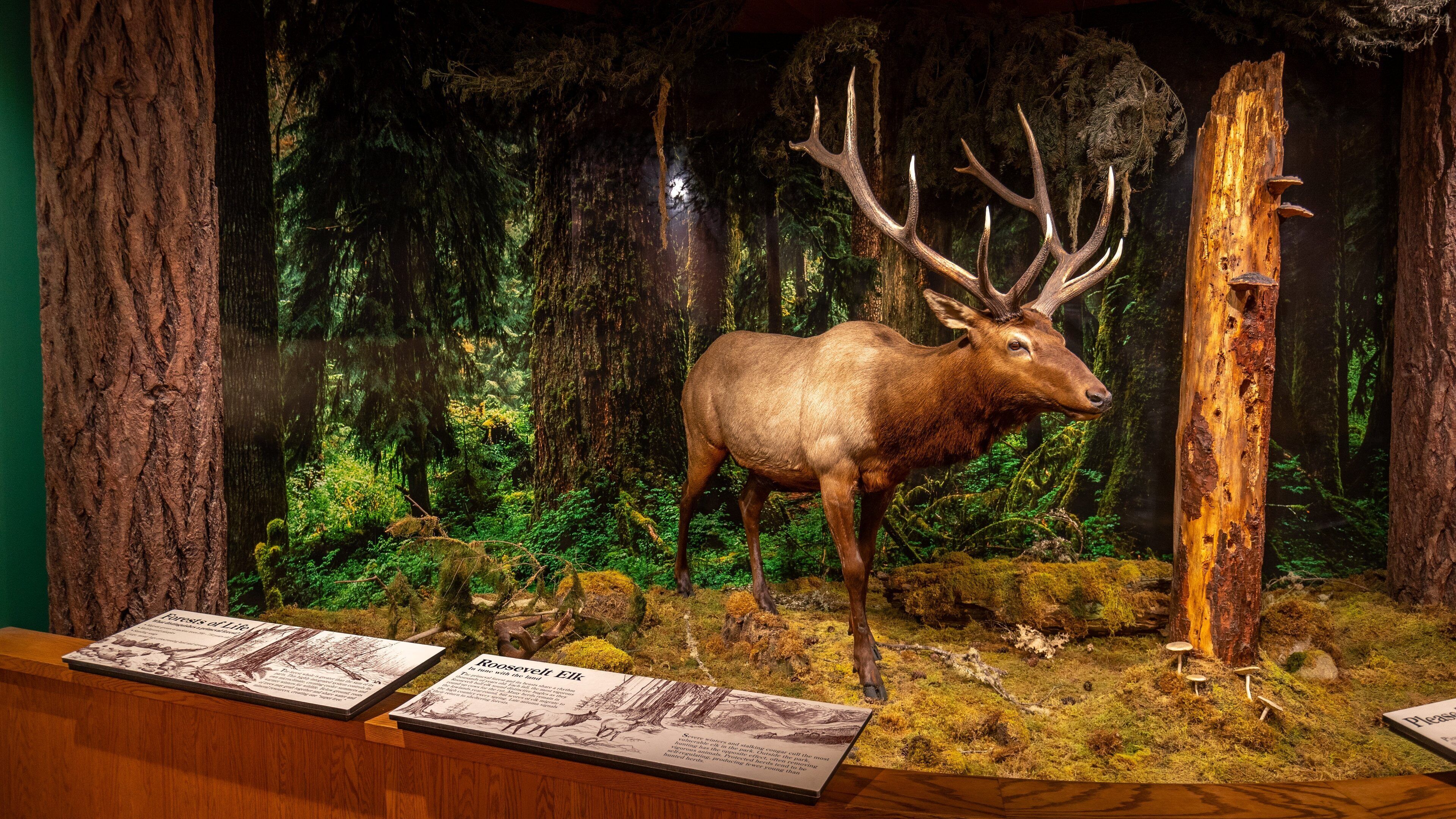 Olympic National Park Visitor Center which includes interior views