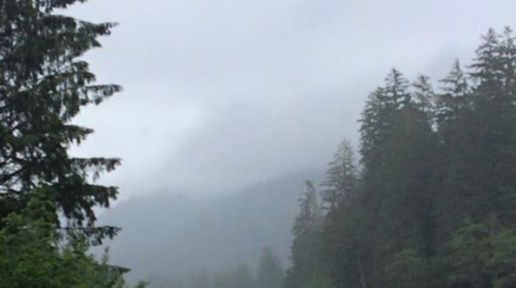 Rainy - perfect. On the way to Lake Crescent Lodge.