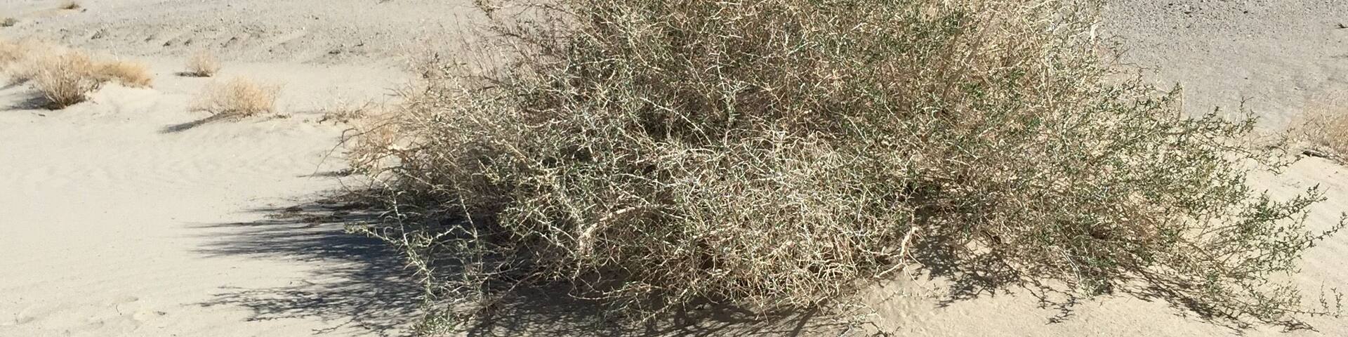 Sand at the start of the Sierra Nevada mountain range #GreatOutdoors