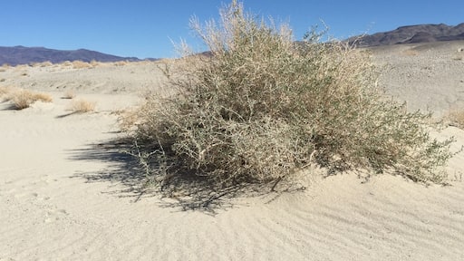 Sand at the start of the Sierra Nevada mountain range #GreatOutdoors