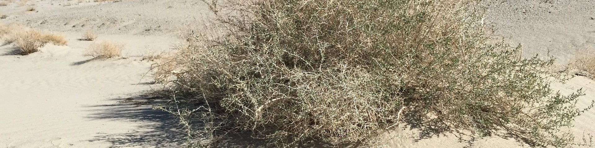 Sand at the start of the Sierra Nevada mountain range #GreatOutdoors