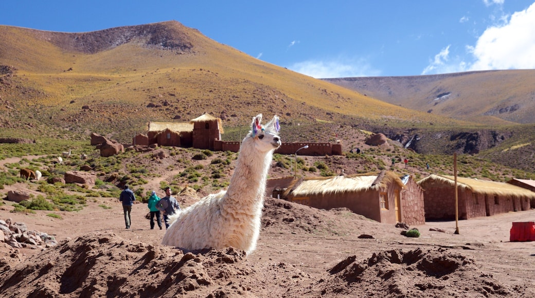 Machuca featuring landscape views, cuddly or friendly animals and tranquil scenes
