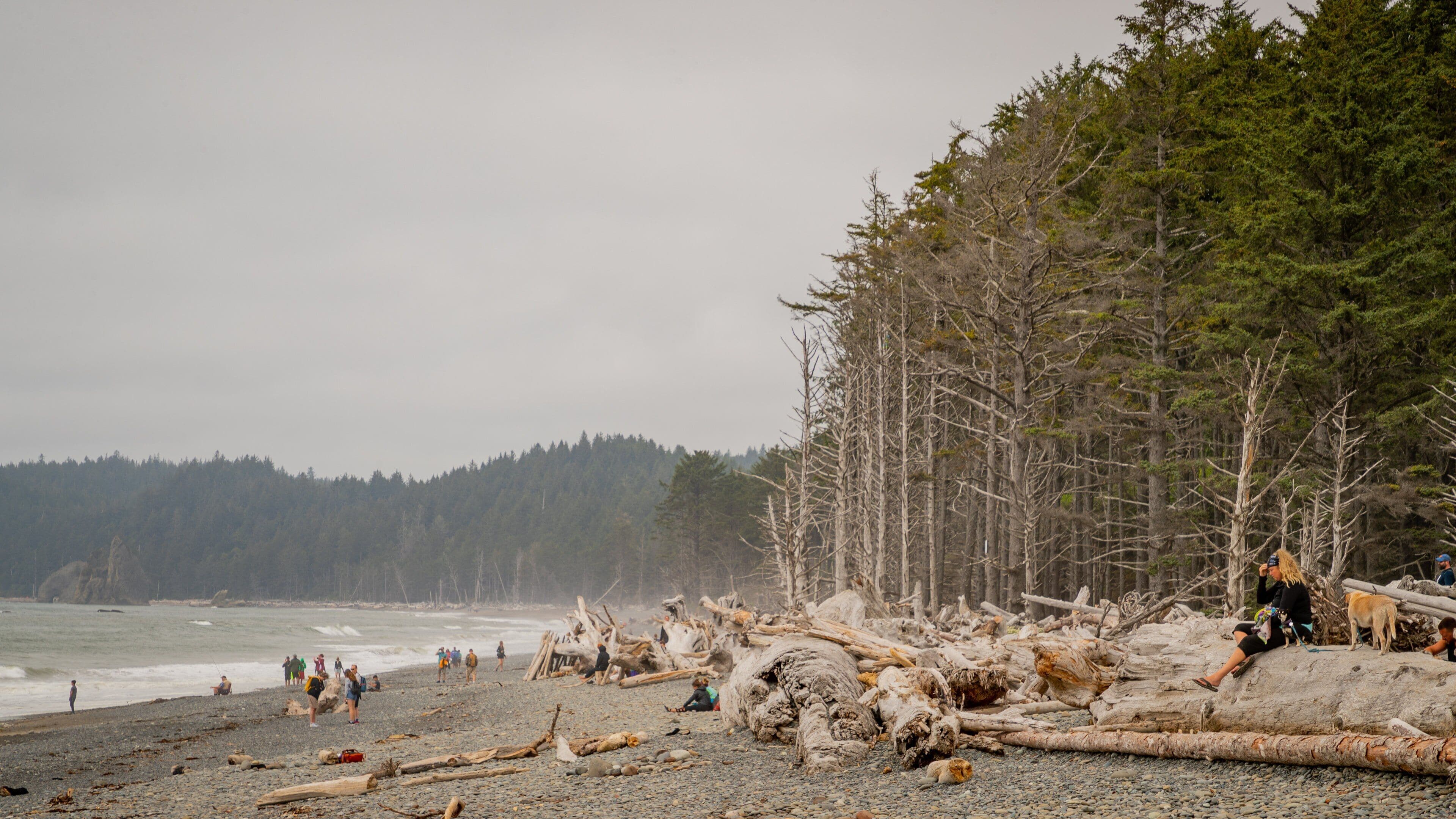 A rocky beach with driftwood and trees.