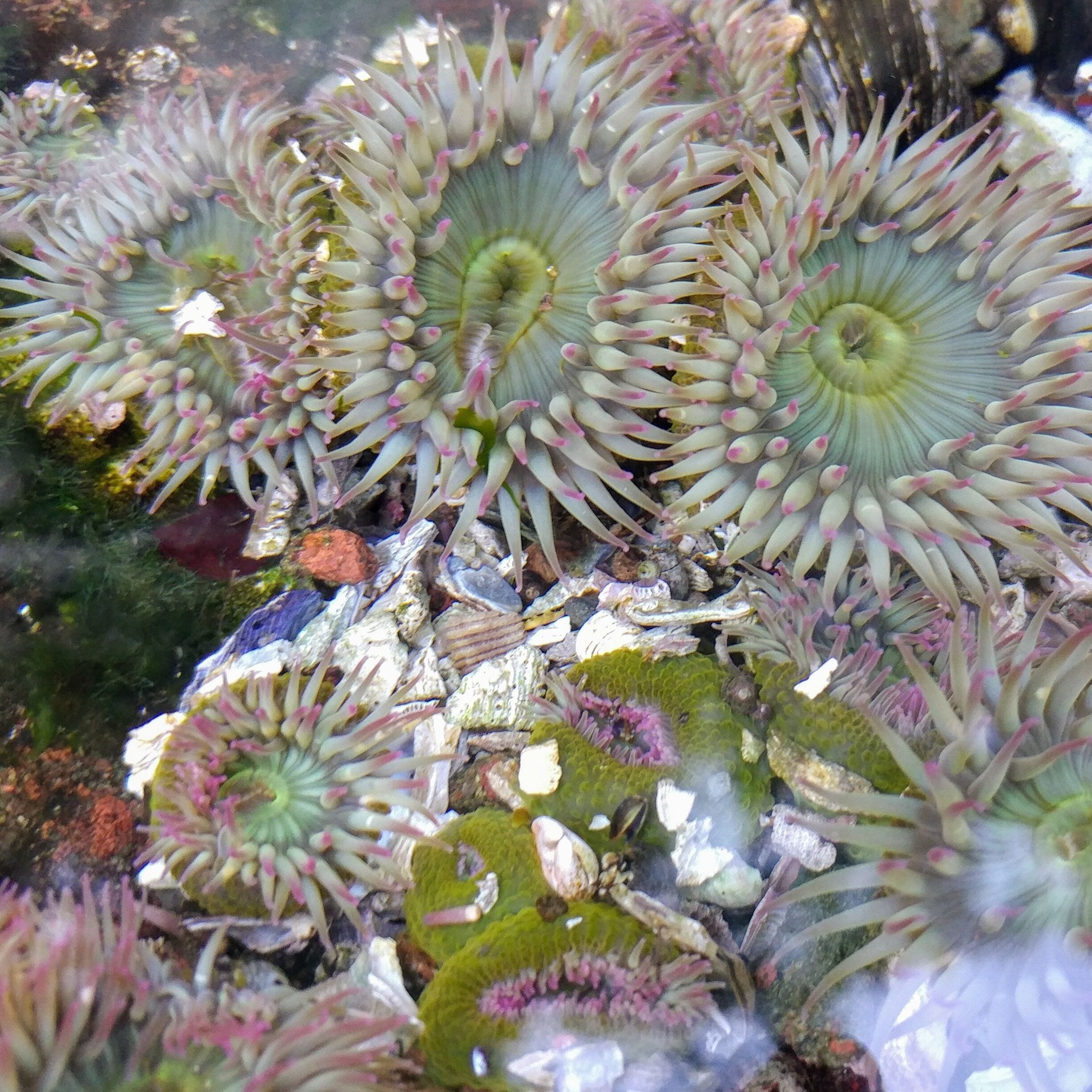 Colorful sea anemones with a few proactive characters near the bottom all clenched up, anticipating the receding tide.