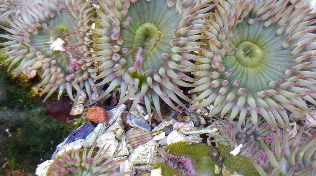 Colorful sea anemones with a few proactive characters near the bottom all clenched up, anticipating the receding tide.