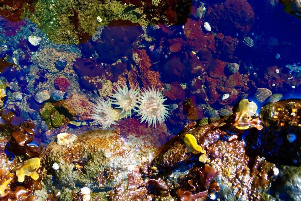 Un paysage sous-marin rocheux, avec des anémones de mer et divers coquillages.