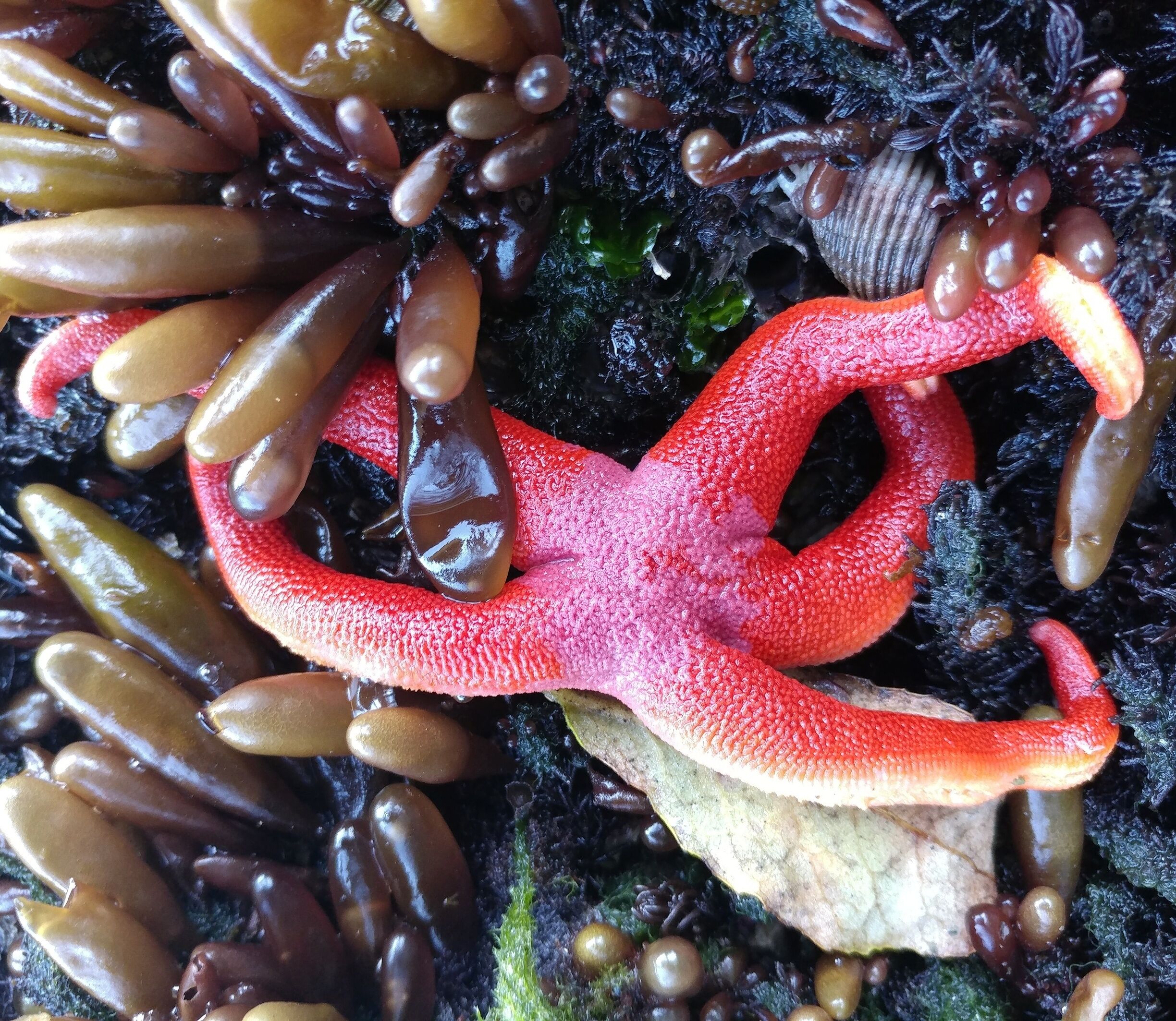 A bright red blood star (Henricia leviuscula) waiting for the tide.


After five attempts at five different beaches...finally a starfish!!