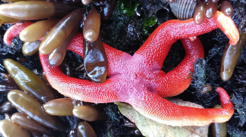 A bright red blood star (Henricia leviuscula) waiting for the tide.
After five attempts at five different beaches...finally a starfish!!