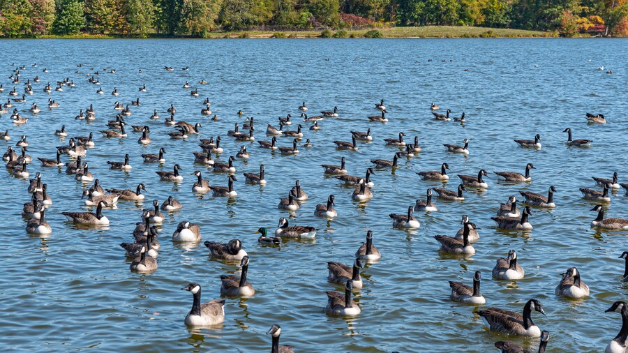 Lake White State Park