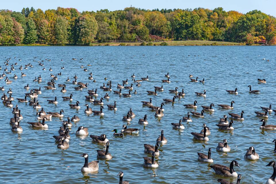 A large body of water with numerous geese swimming.