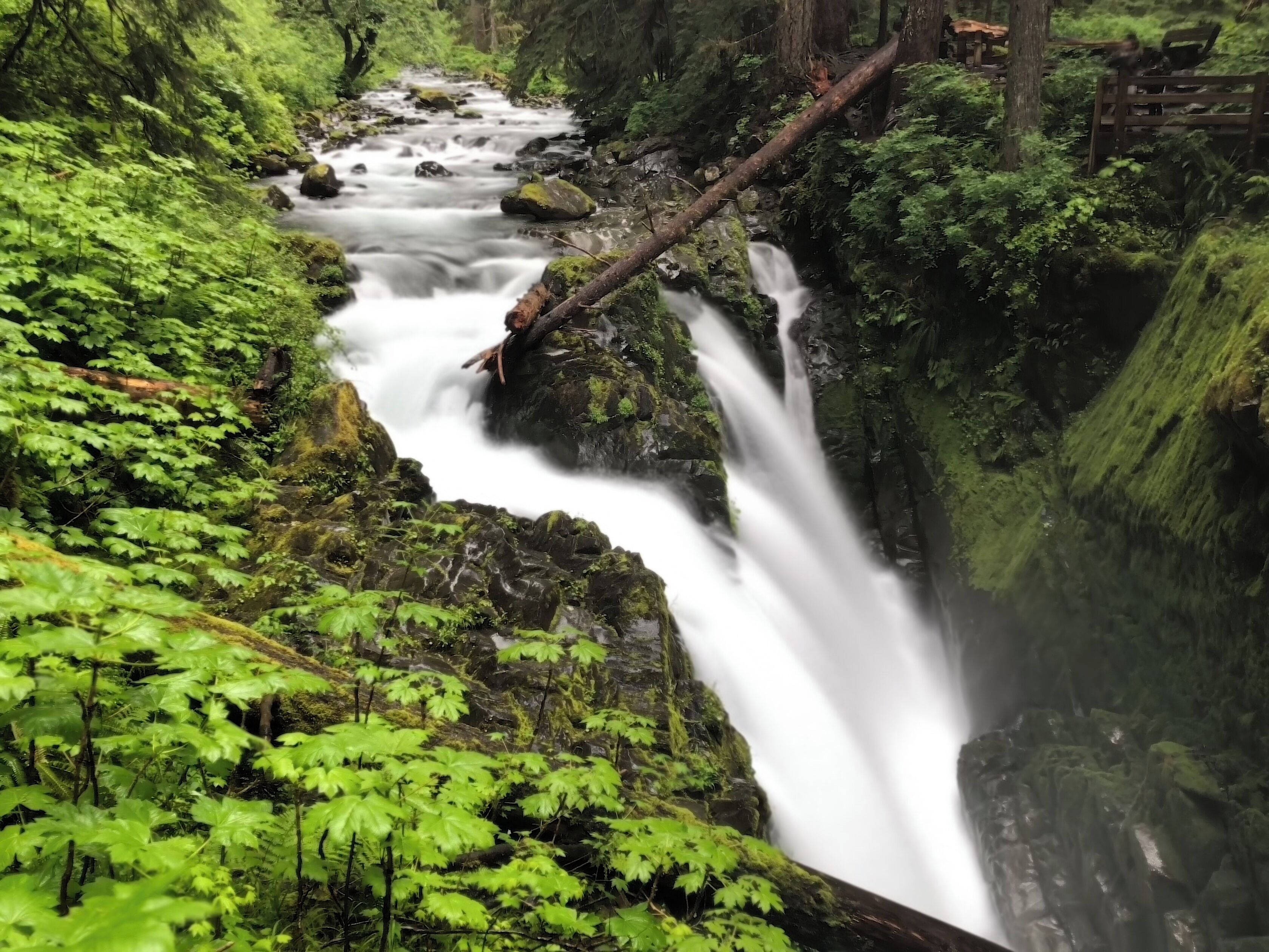 Une cascade au cœur d’une forêt verdoyante.