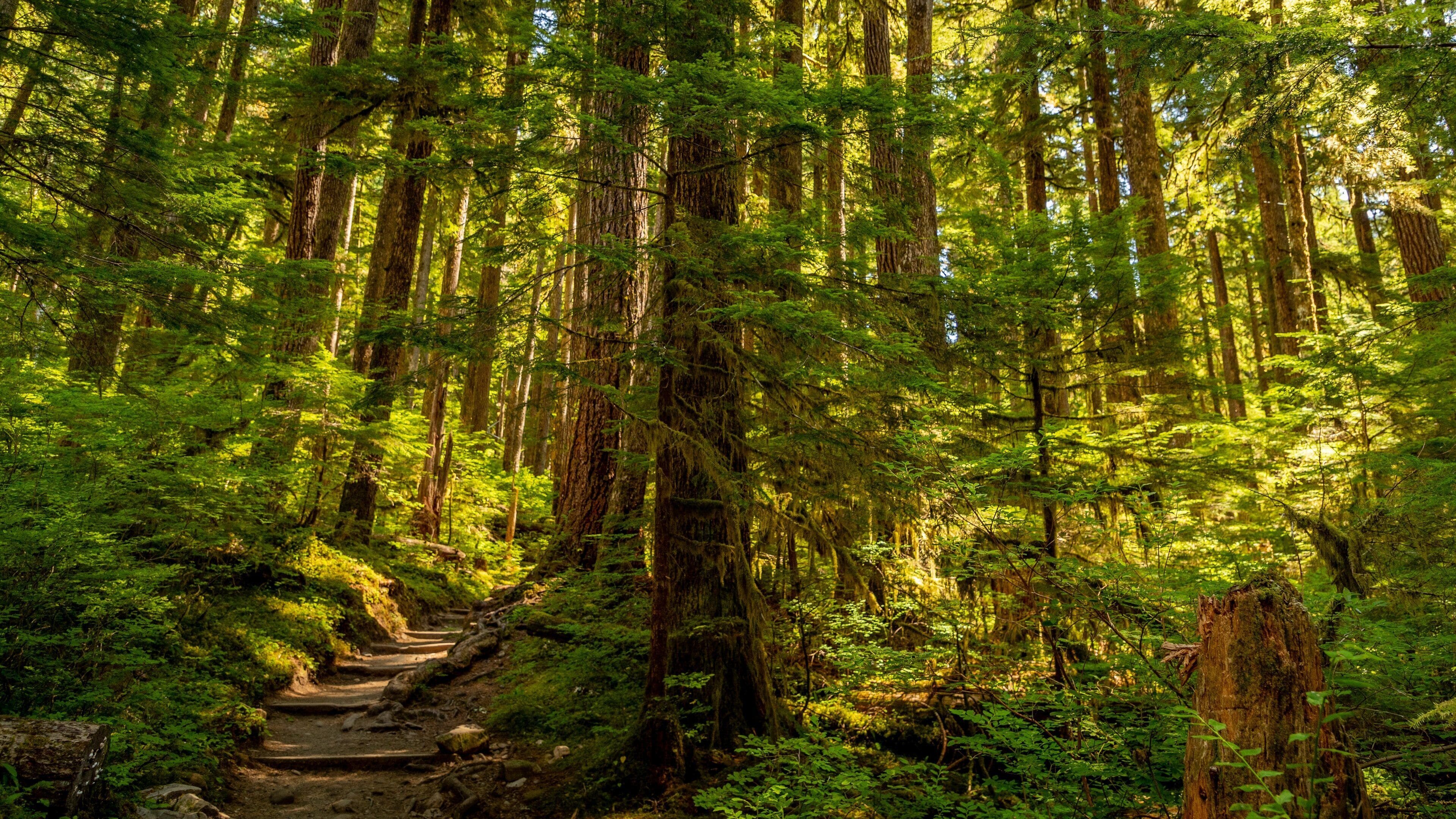 Sol Duc Falls featuring forest scenes