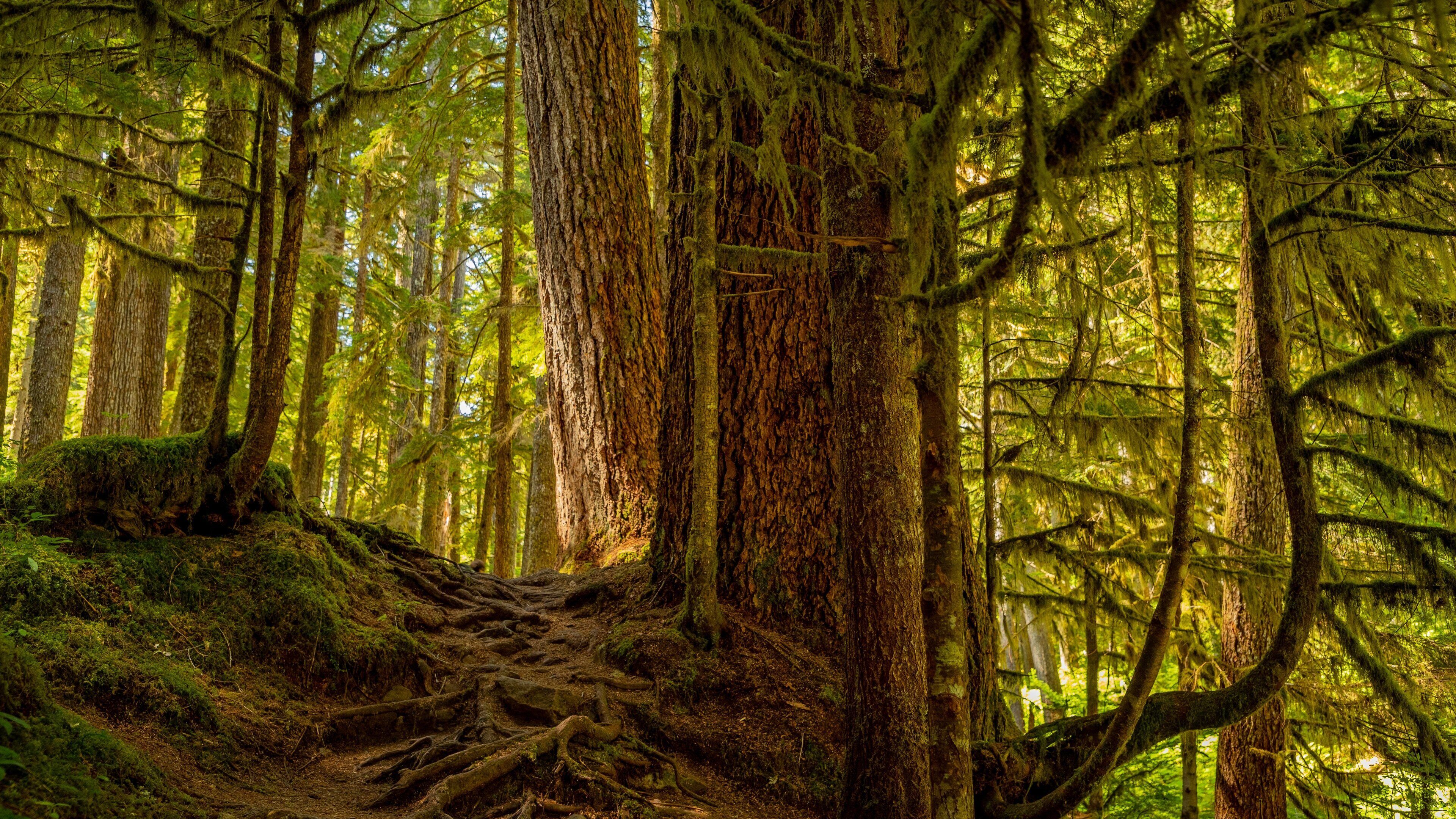 Sol Duc Falls showing rainforest