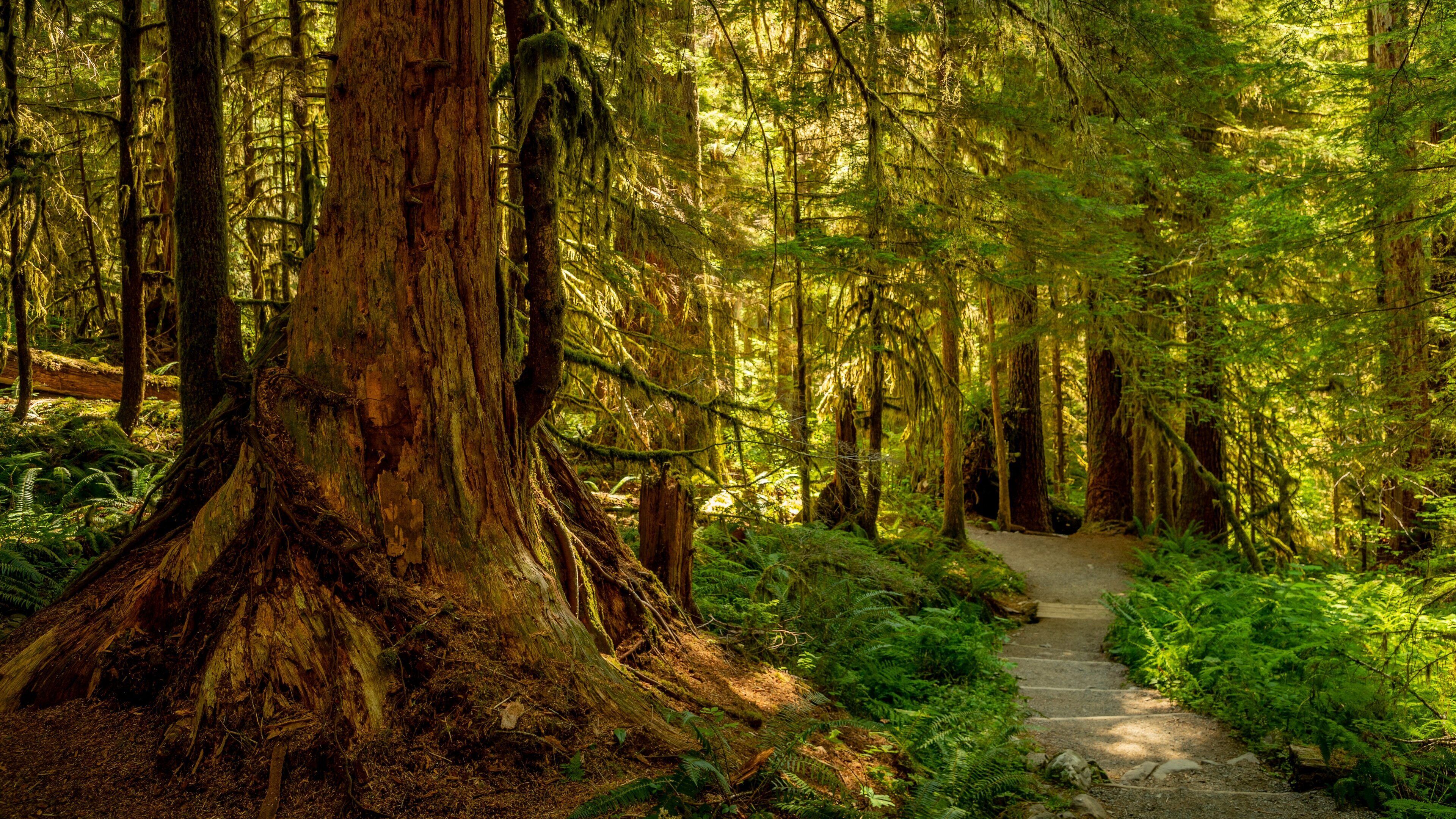 Sol Duc Falls showing forests