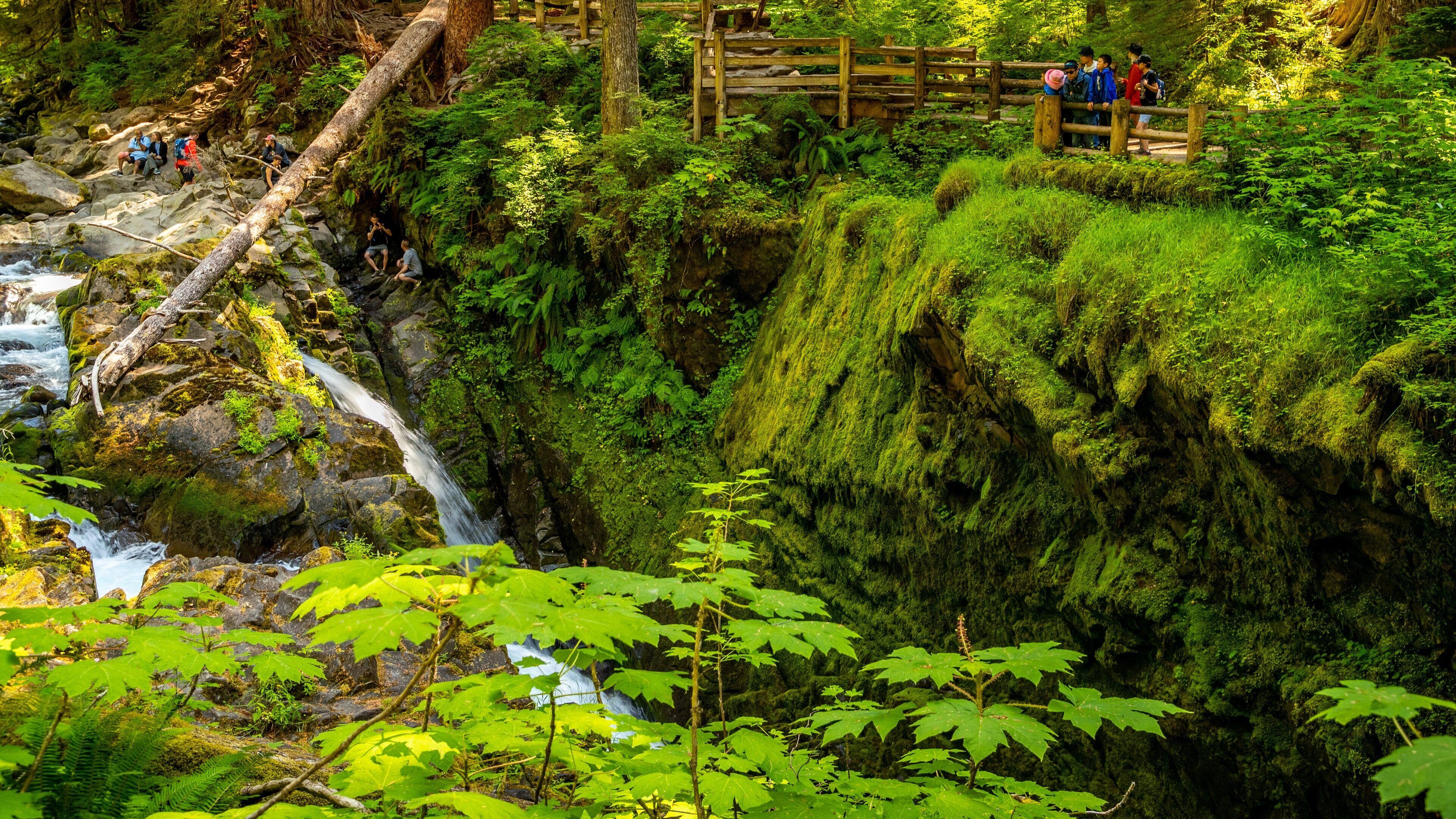 Sol Duc Falls showing a river or creek and forests