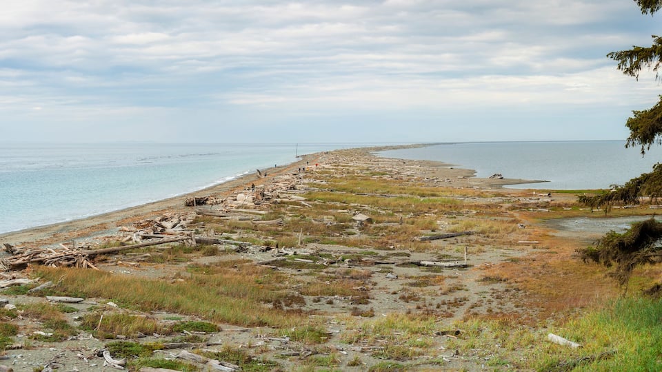 Un paysage côtier caractérisé par des troncs d’arbres échoués et une végétation clairsemée le long du rivage.