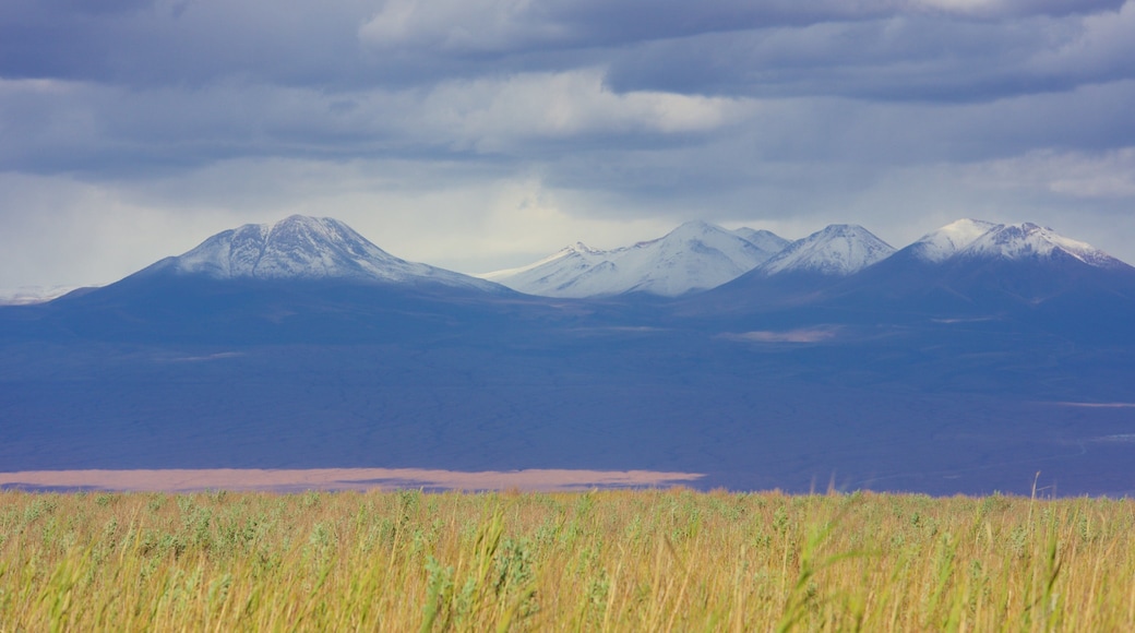 Laguna Cejar som inkluderer landskap og rolig landskap