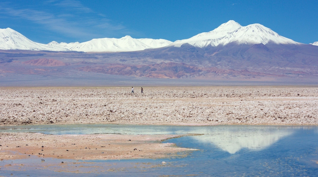 Chaxa Lagoon featuring desert views and landscape views