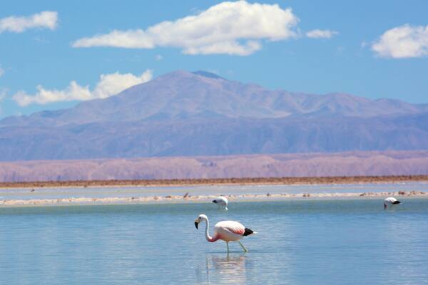 Chaxa-laguna presenterar fÄglar, en sjö eller ett vattenhÄl och berg