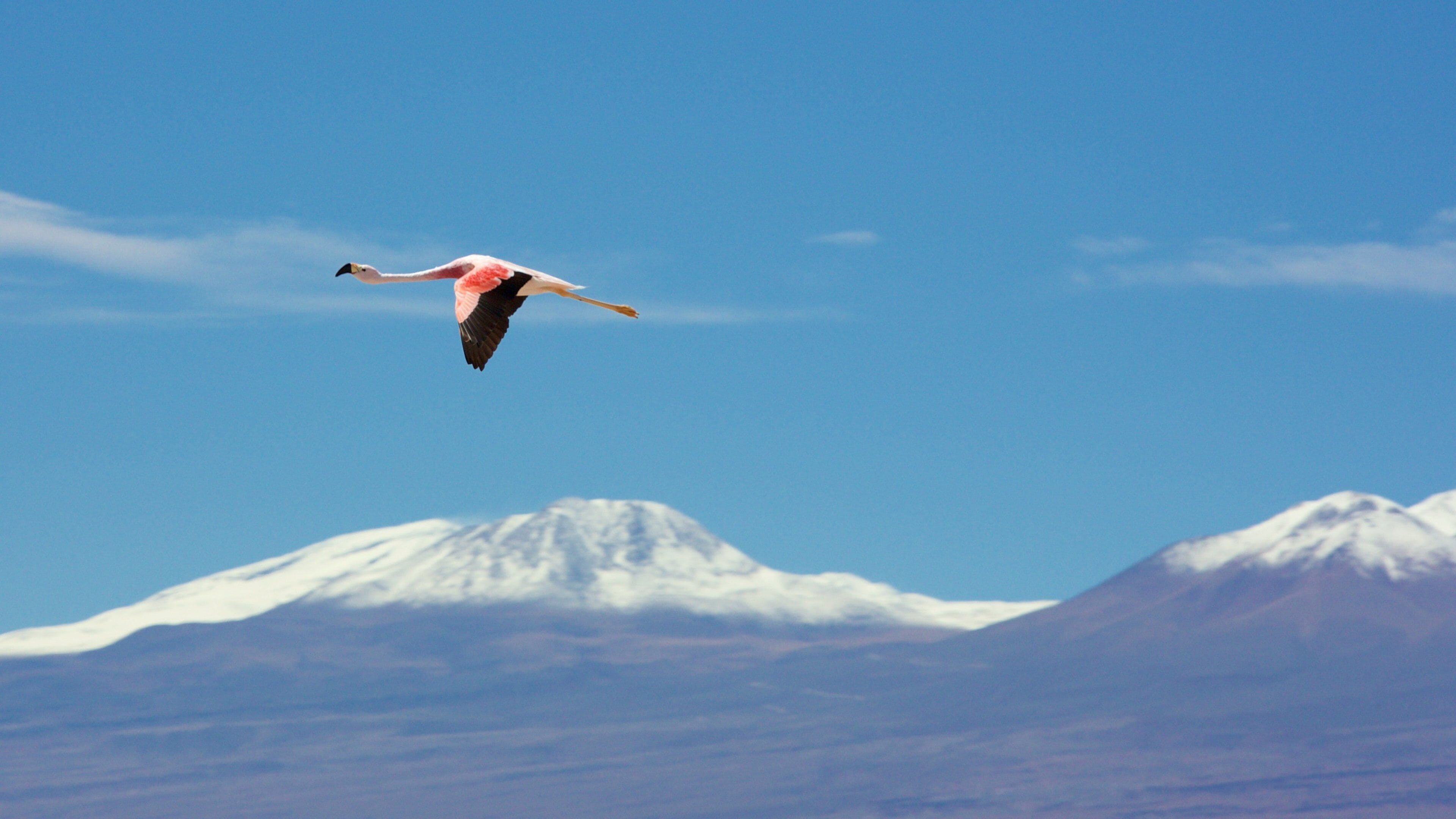 Chaxa Lagoon featuring bird life and landscape views
