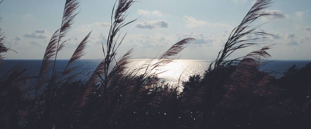 A coastal landscape with tall grasses in the foreground and the ocean in the background.