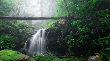 Una cascada en un bosque exuberante con rocas cubiertas de musgo y follaje denso.