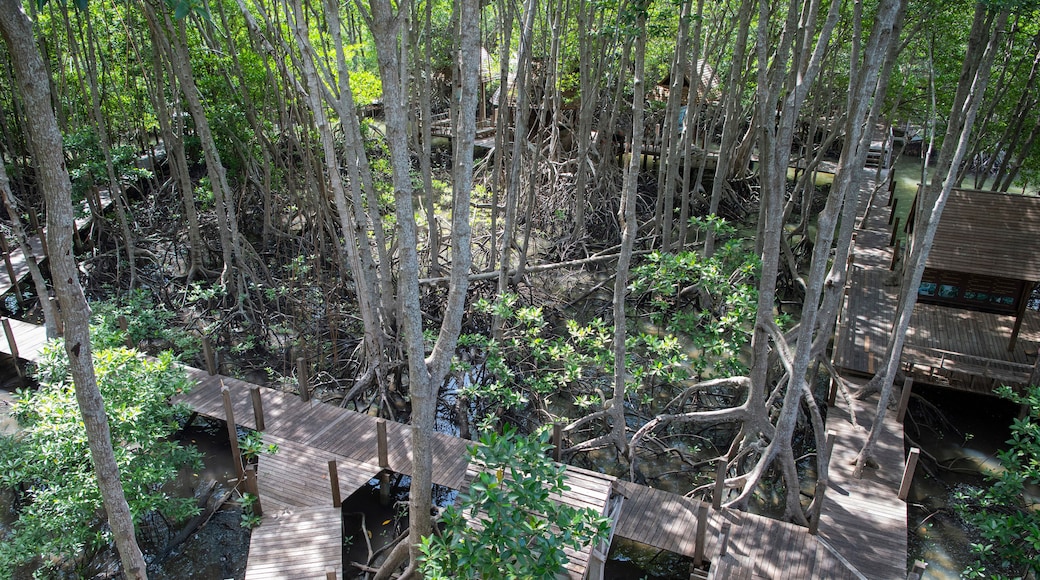 Une promenade en bois qui traverse une forêt de mangroves, avec des arbres denses et de l’eau.