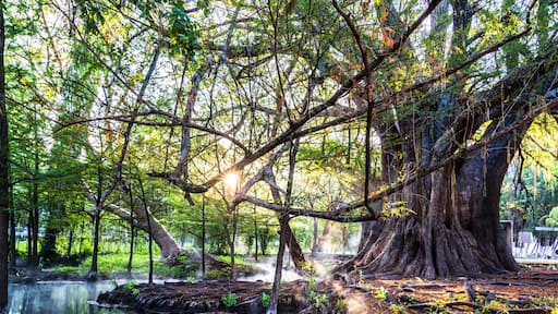 Árbol Milenario, Concá, Querétaro, México