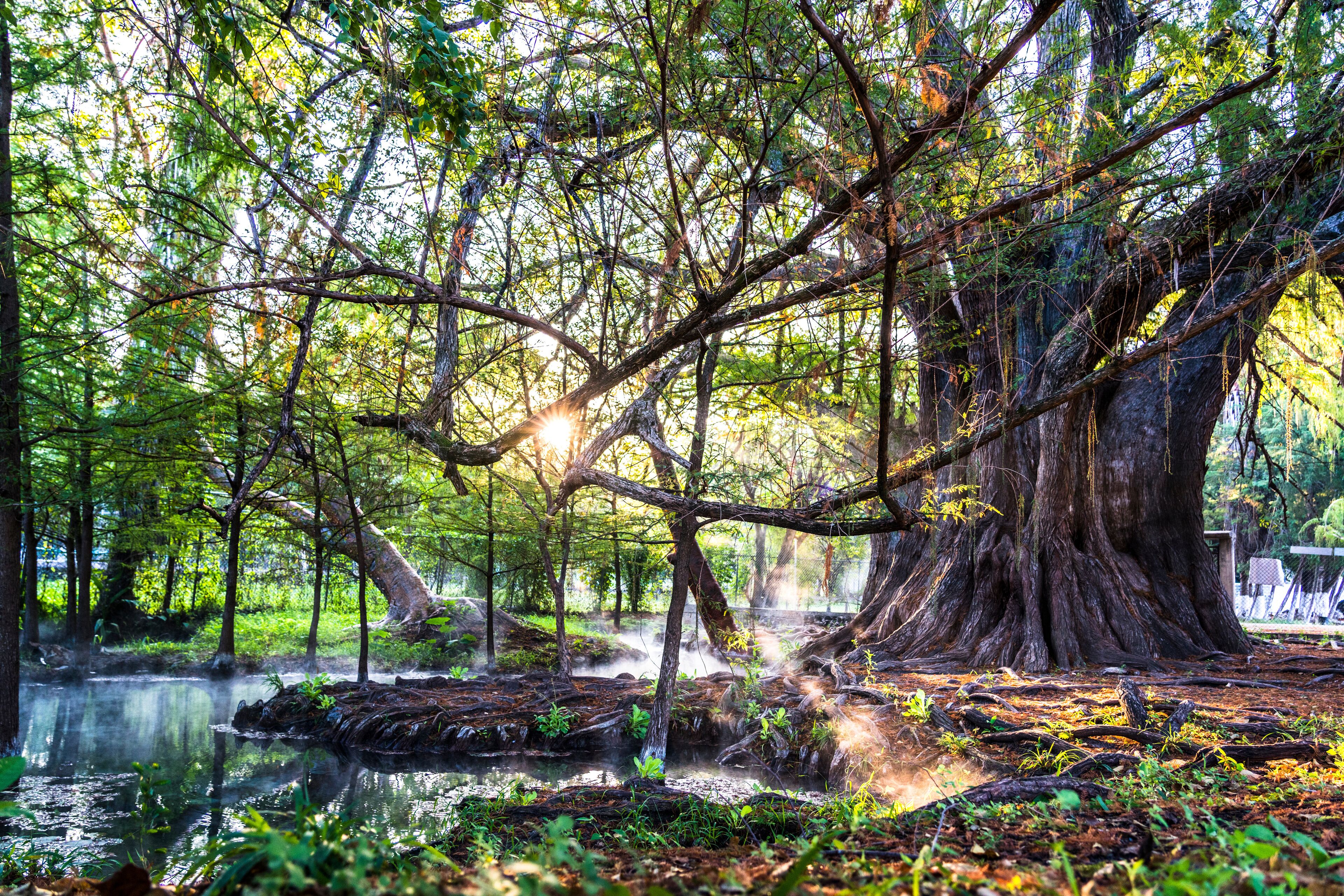 A serene forest with a large tree trunk, a calm stream, and sunlight filtering through the trees.