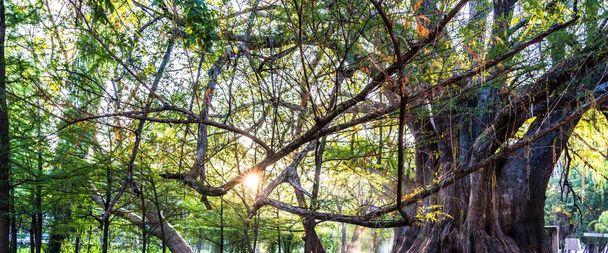 A serene forest with a large tree trunk, a calm stream, and sunlight filtering through the trees.
