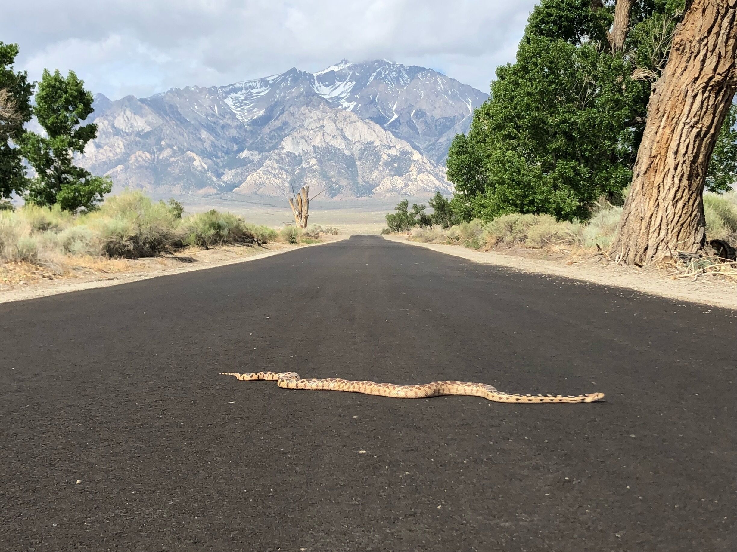 This photo was taken on the Manzar war camp. Gopher snake with amazing scenery in the background!