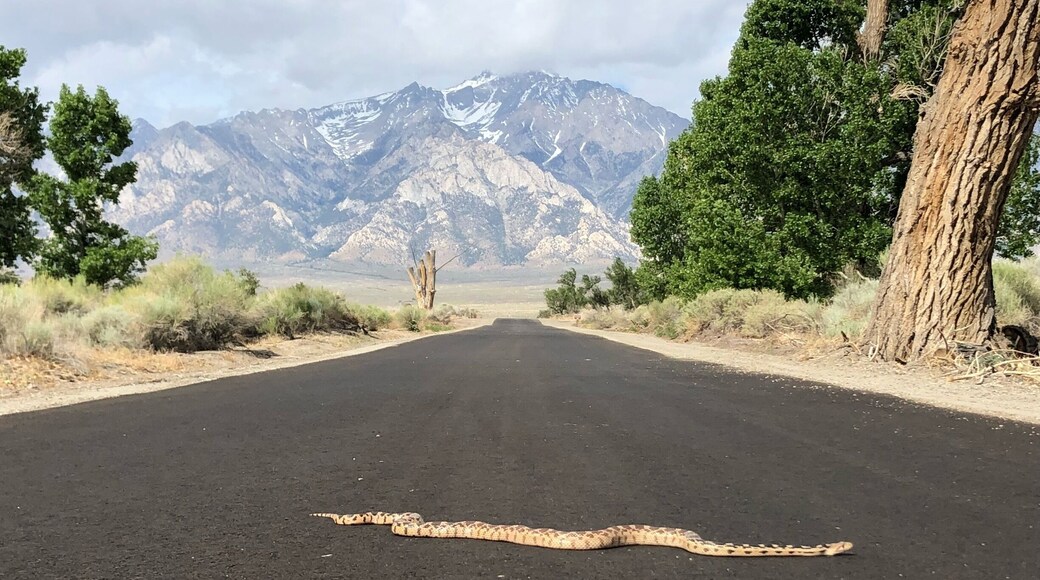 This photo was taken on the Manzar war camp. Gopher snake with amazing scenery in the background!
