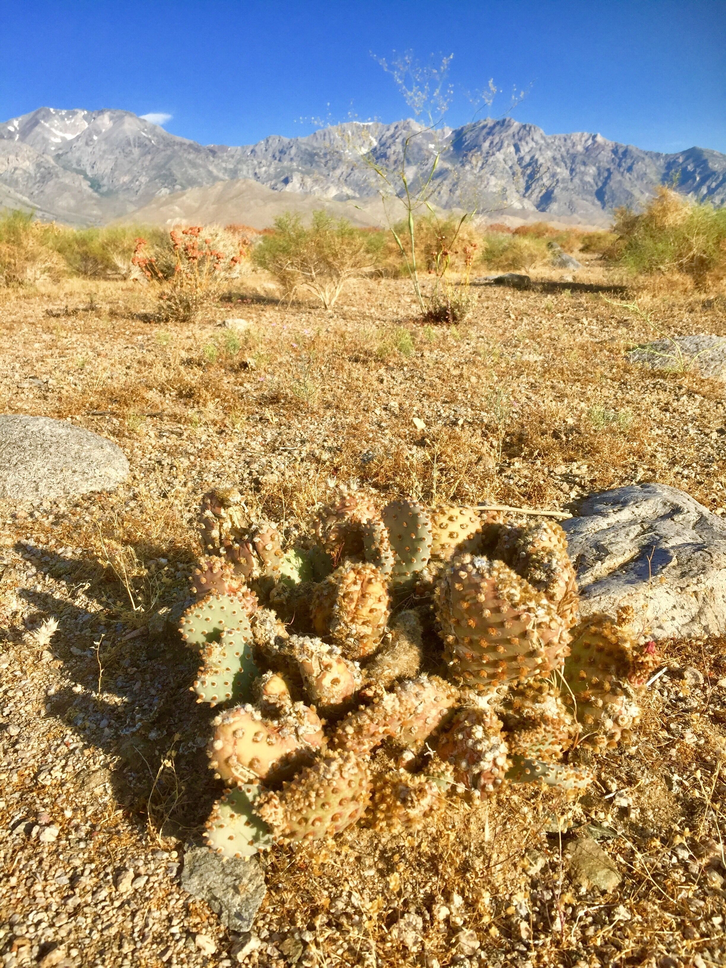 Desert and mountains