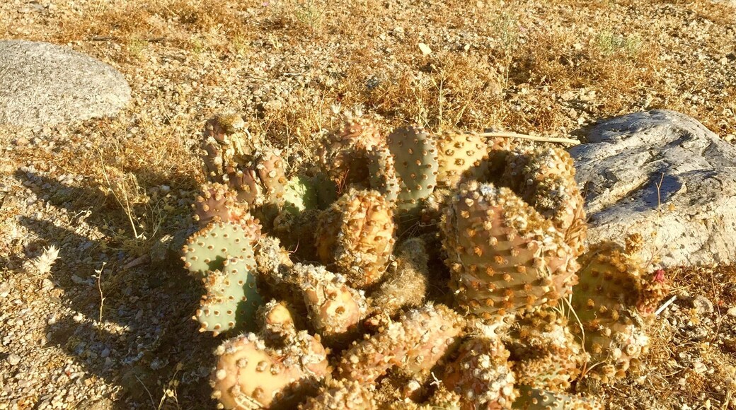 Desert and mountains