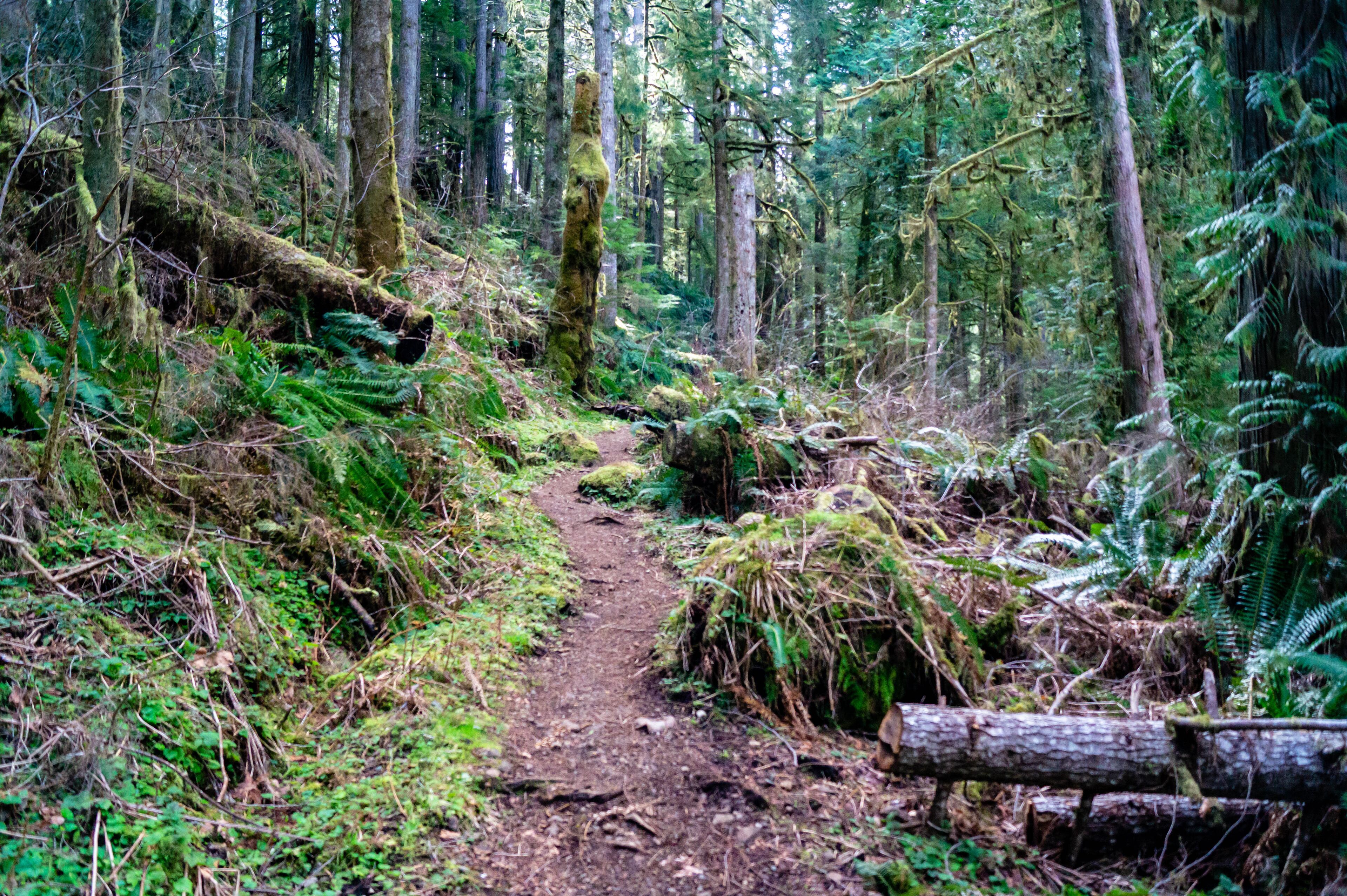 Falls View Canyon Trail #868 in the Falls View Campground in the Olympic National Park near Quilcene, Washington
