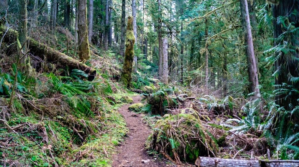 Falls View Canyon Trail #868 in the Falls View Campground in the Olympic National Park near Quilcene, Washington