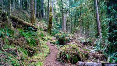Falls View Canyon Trail #868 in the Falls View Campground in the Olympic National Park near Quilcene, Washington
