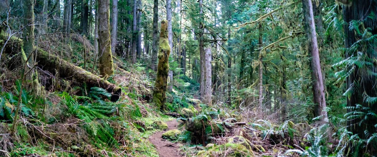 A forest trail with ferns and fallen logs.
