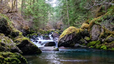 A forested stream with a waterfall, moss-covered rocks, and dense trees.