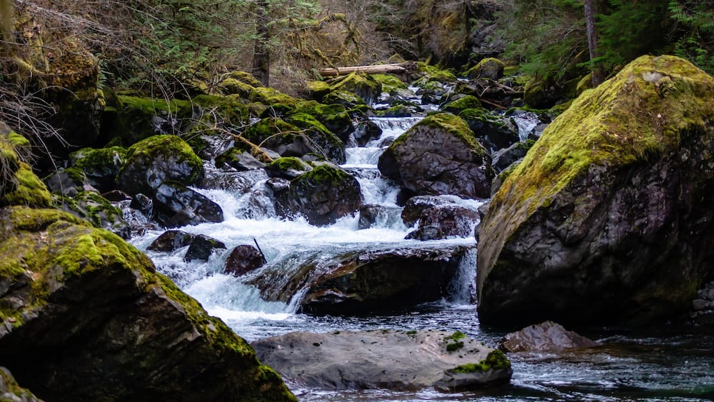A forested stream with moss-covered rocks and a fallen log.