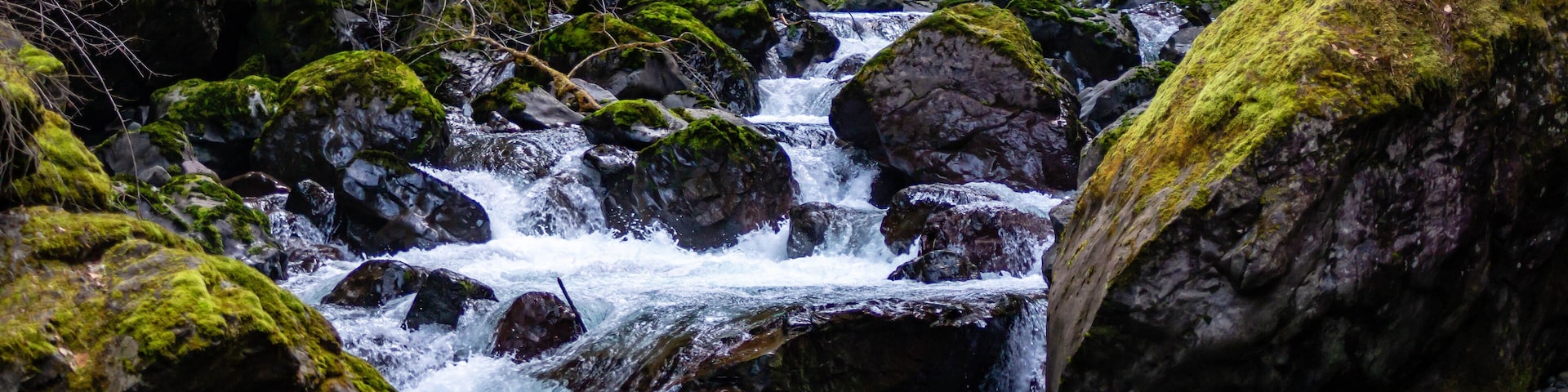 Un arroyo rodeado de bosque, con rocas cubiertas de musgo y un tronco caído.