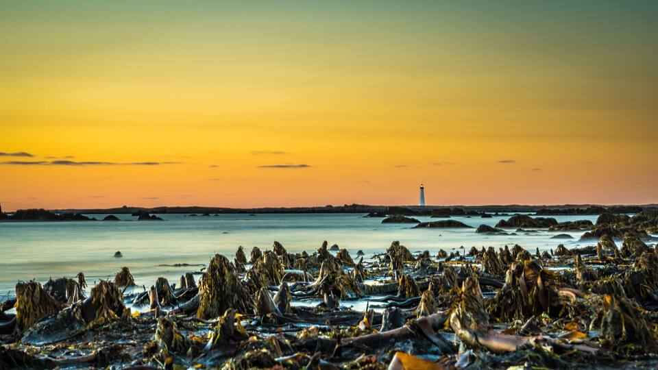 A coastal landscape with a lighthouse in the distance, surrounded by seaweed-covered rocks.