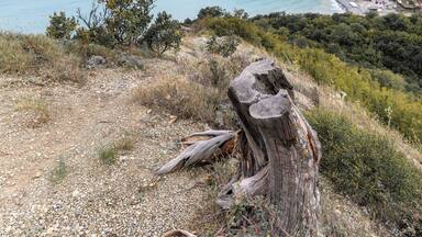 A coastal landscape with a sunset, rocky terrain, and a tree stump.