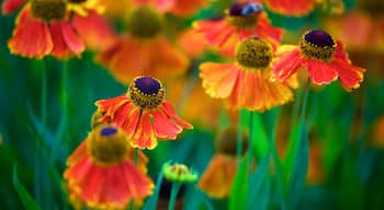 Giardino Botanico di Rombergpark