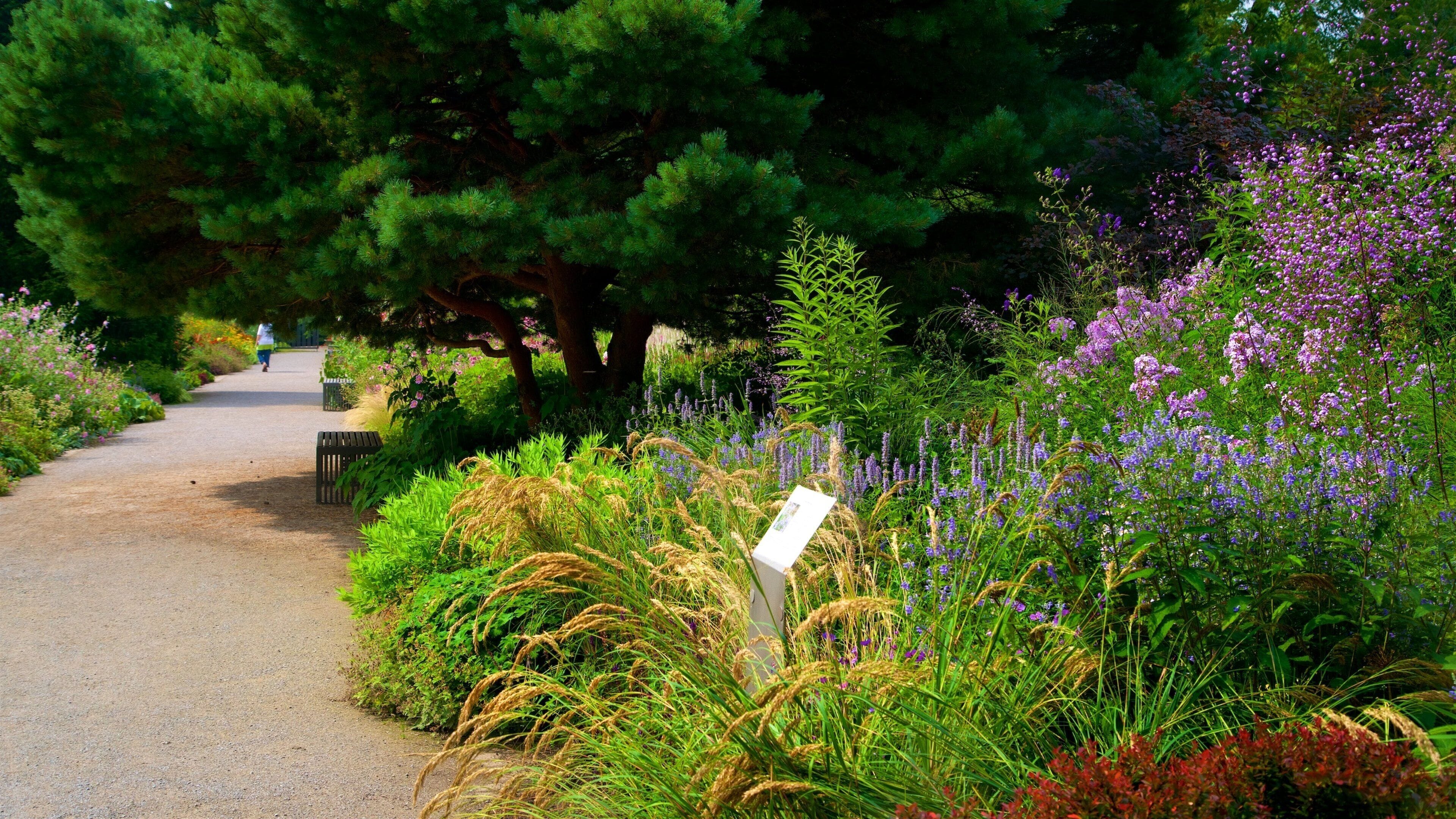 Phoenix-West featuring wildflowers and a park