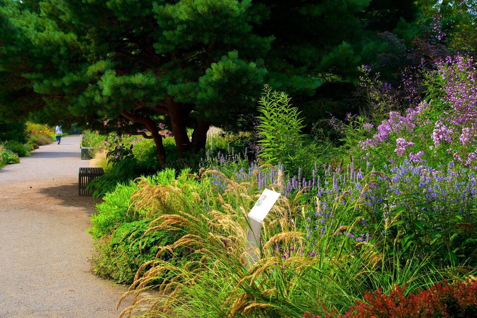 Um caminho no jardim, com diversas plantas e árvores.