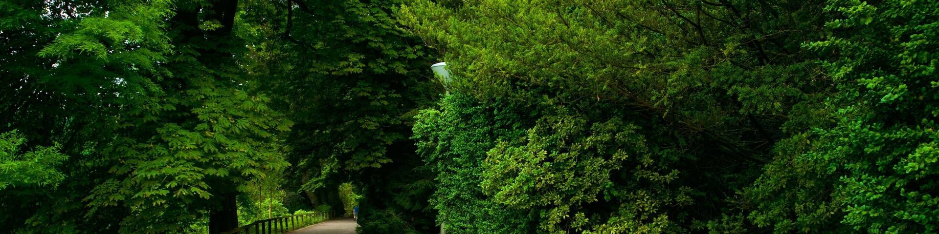 Botanischer Garten Rombergpark